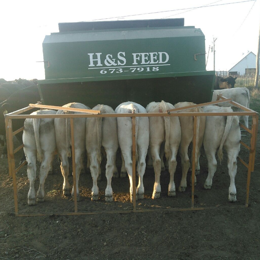 How to Start Creep Feeding Your Calves H&S Feed & Country Store