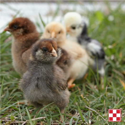 2022 Chick Days H&S Feed & Country Store